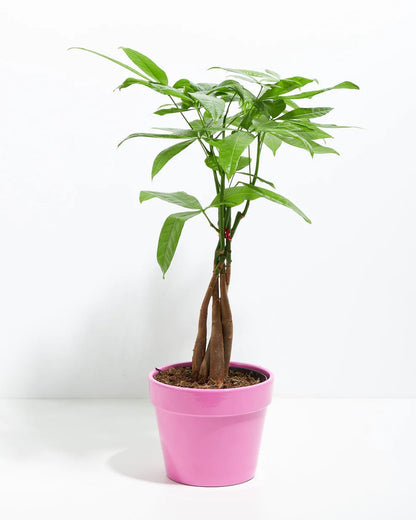 Money Tree Plant