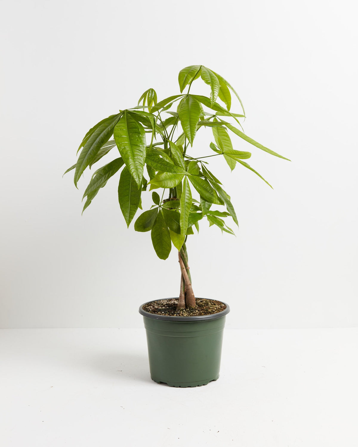 Money Tree Plant