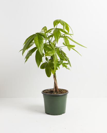 Money Tree Plant