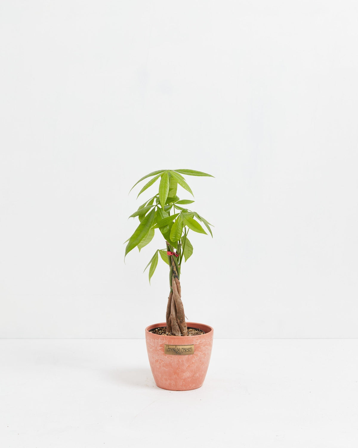 Money Tree Plant
