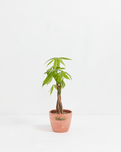 Money Tree Plant