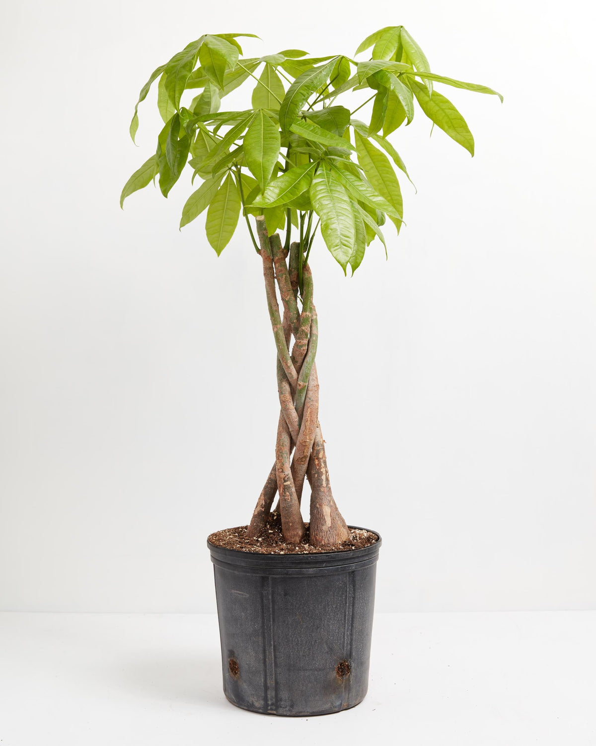 Money Tree Plant