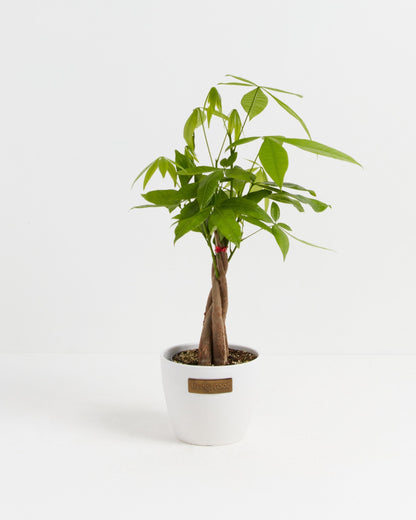 Money Tree Plant