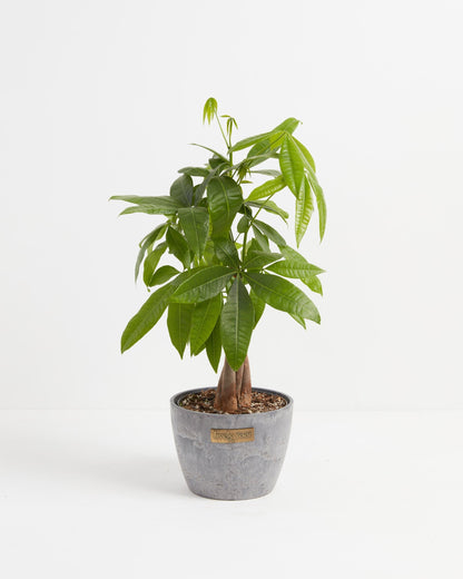 Money Tree Plant