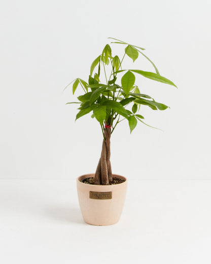 Money Tree Plant