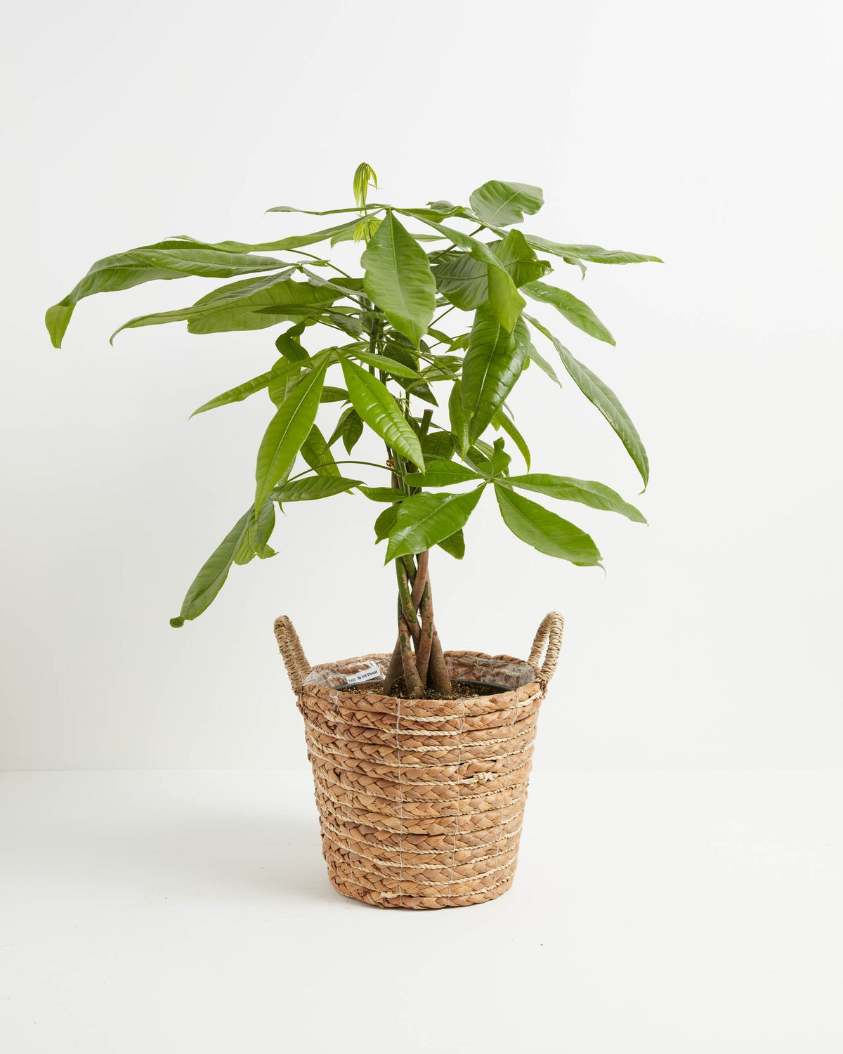Money Tree Plant