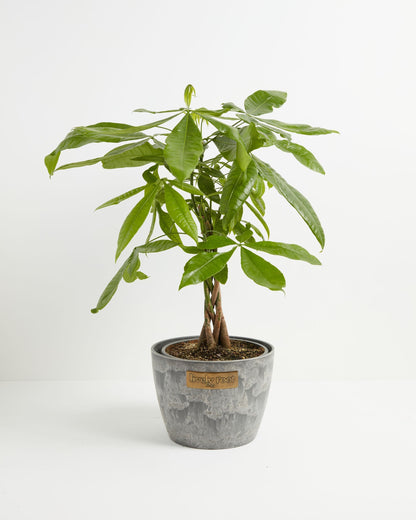 Money Tree Plant