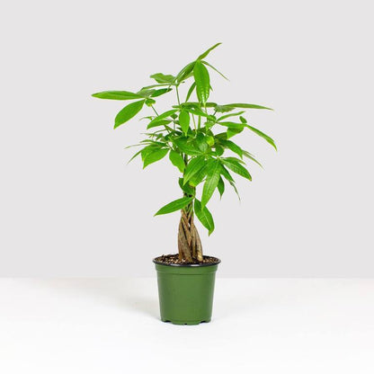 Money Tree Plant