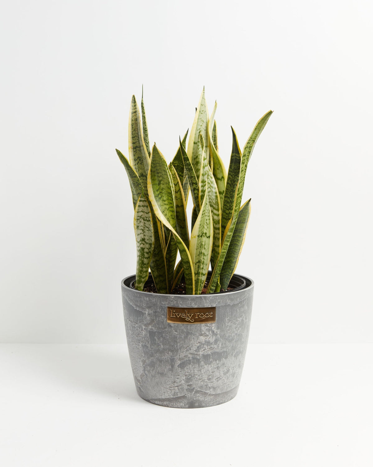 Variegated Sansevieria Laurentii (Snake Plant)
