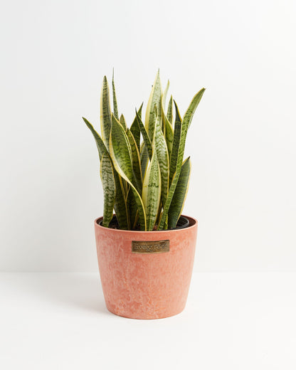 Variegated Sansevieria Laurentii (Snake Plant)