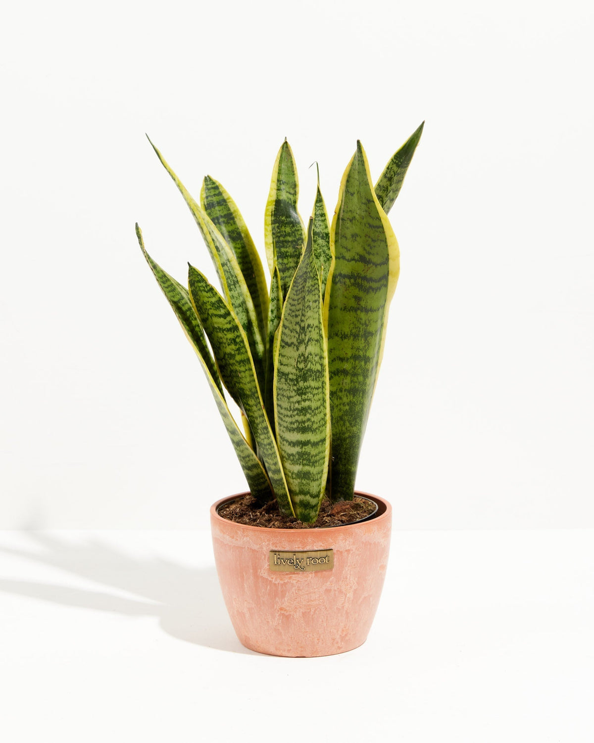 Variegated Sansevieria Laurentii (Snake Plant)
