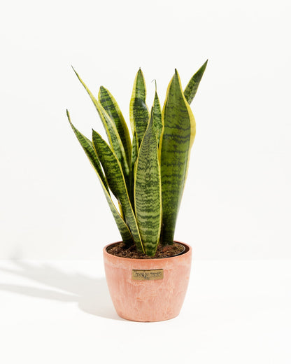 Variegated Sansevieria Laurentii (Snake Plant)