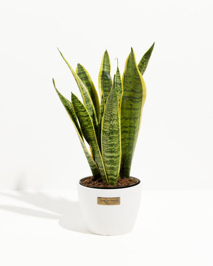 Variegated Sansevieria Laurentii (Snake Plant)