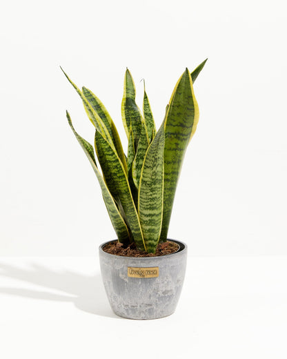 Variegated Sansevieria Laurentii (Snake Plant)