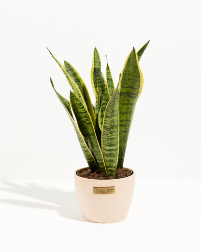 Variegated Sansevieria Laurentii (Snake Plant)