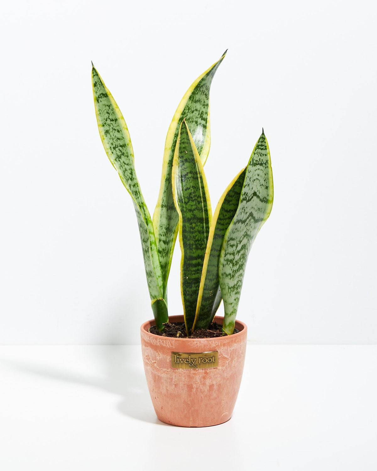 Variegated Sansevieria Laurentii (Snake Plant)