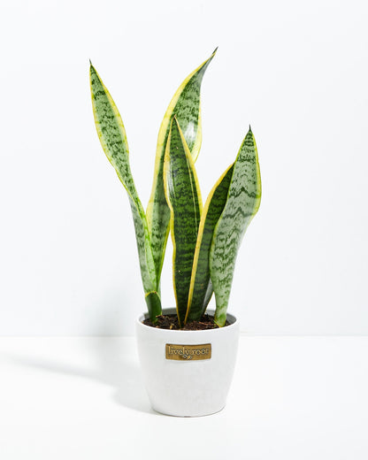 Variegated Sansevieria Laurentii (Snake Plant)
