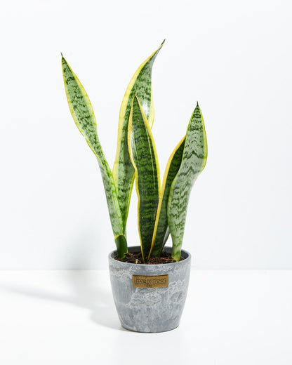 Variegated Sansevieria Laurentii (Snake Plant)