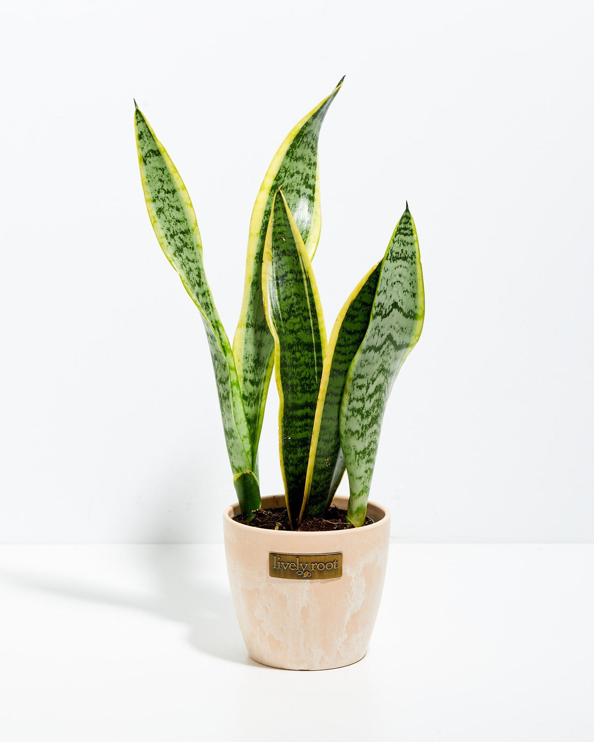 Variegated Sansevieria Laurentii (Snake Plant)