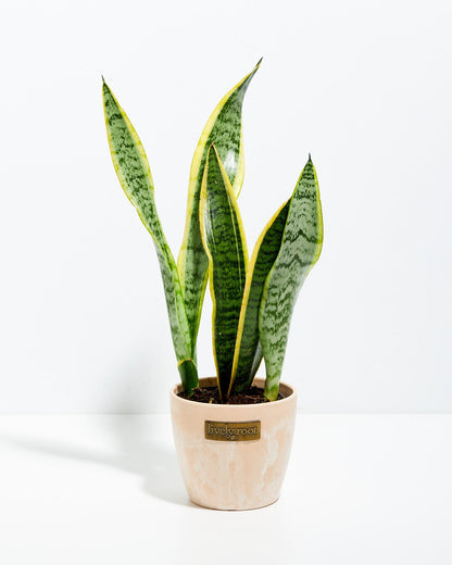 Variegated Sansevieria Laurentii (Snake Plant)