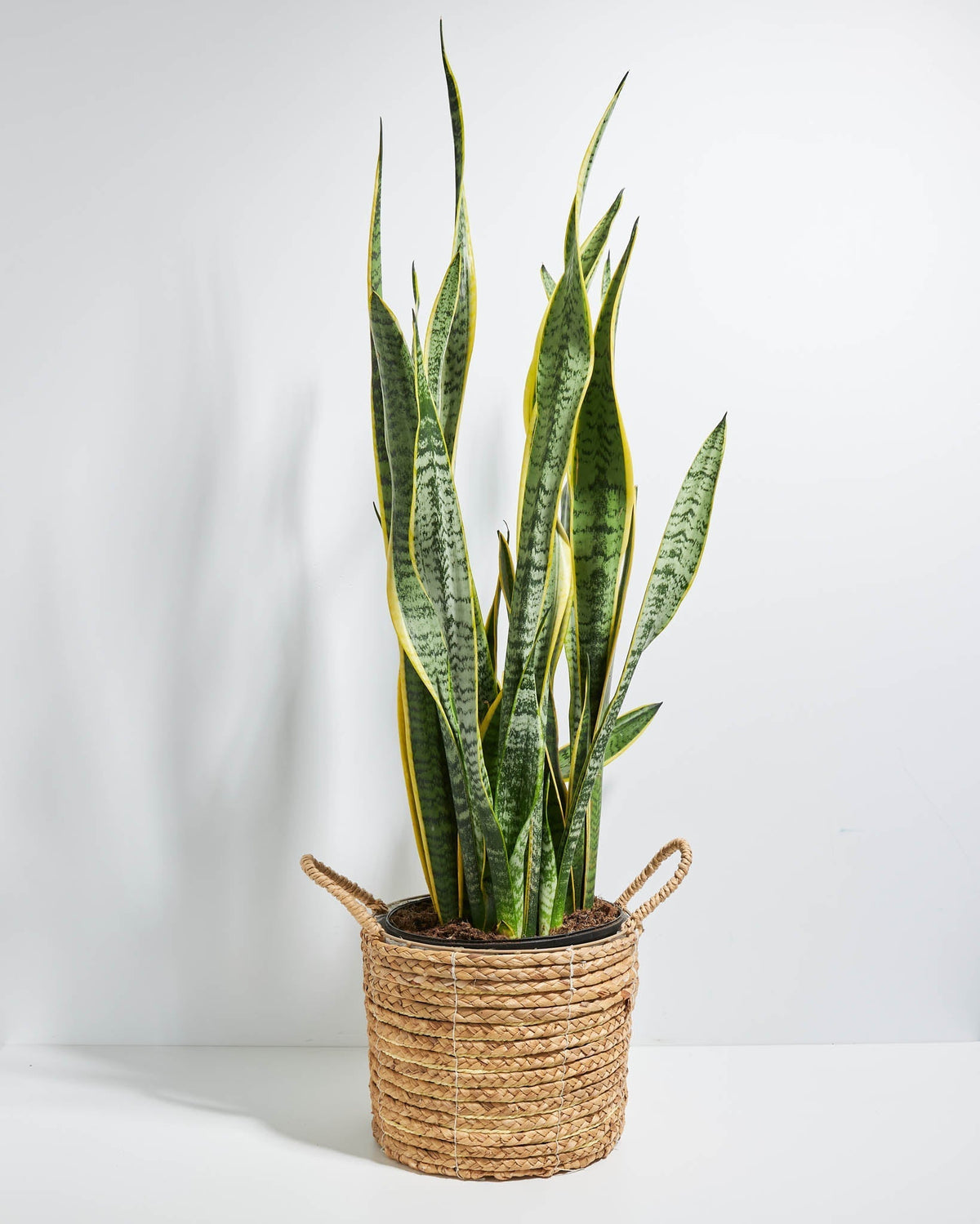 Variegated Sansevieria Laurentii (Snake Plant)