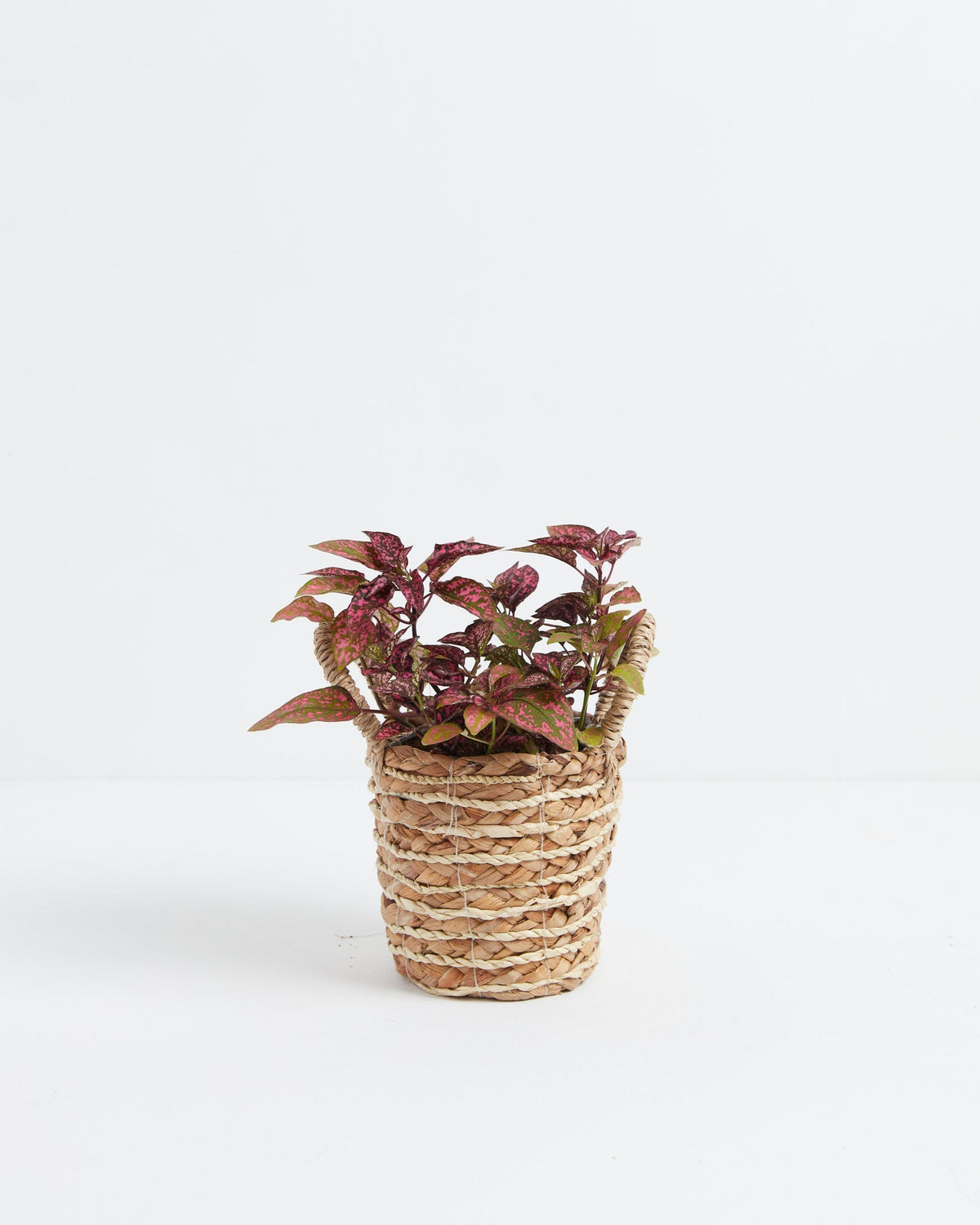 Pink Polka Dot Plant