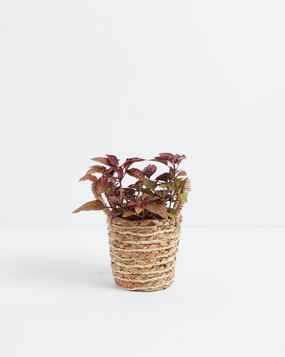 Pink Polka Dot Plant