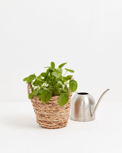 Chinese Money Plant (Pilea Peperomioides)