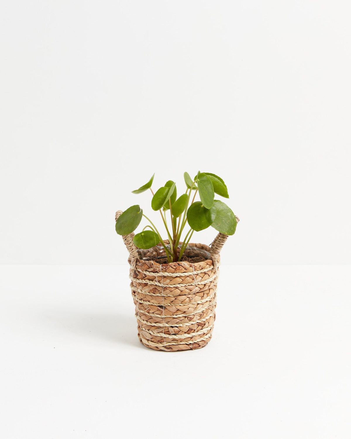 Chinese Money Plant (Pilea Peperomioides)