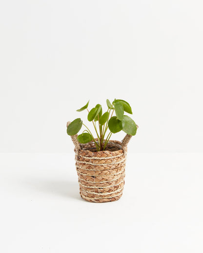 Chinese Money Plant (Pilea Peperomioides)