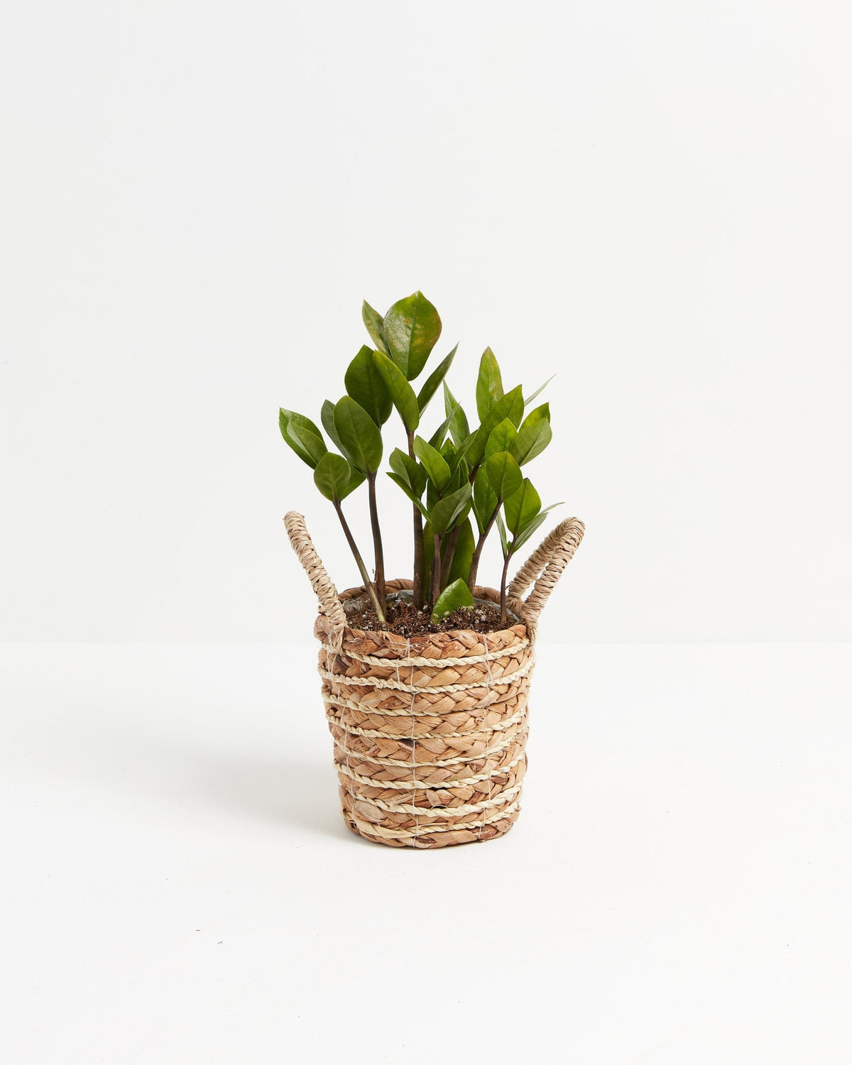 ZZ Plant
