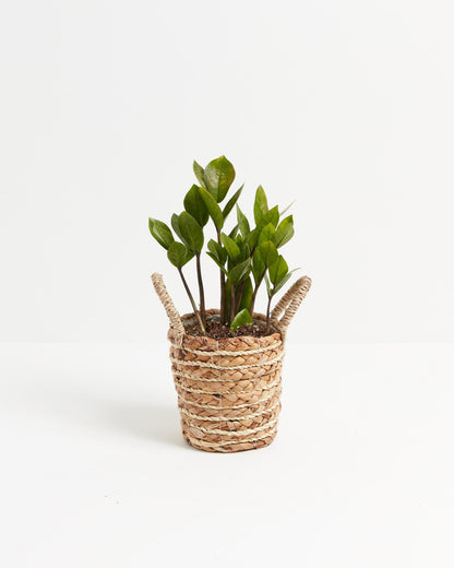 ZZ Plant
