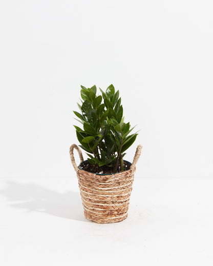 ZZ Plant