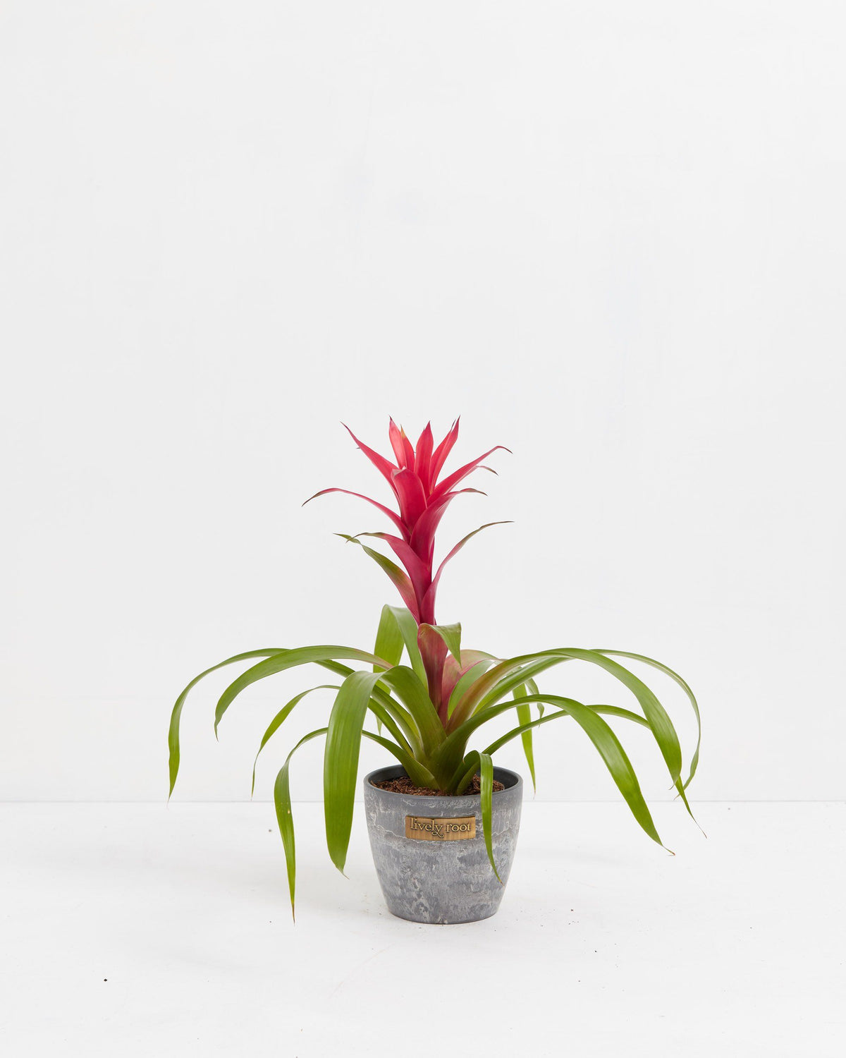 Bromeliad Guzmania