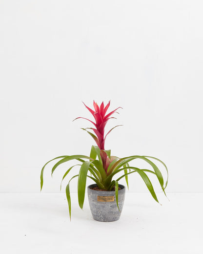 Bromeliad Guzmania