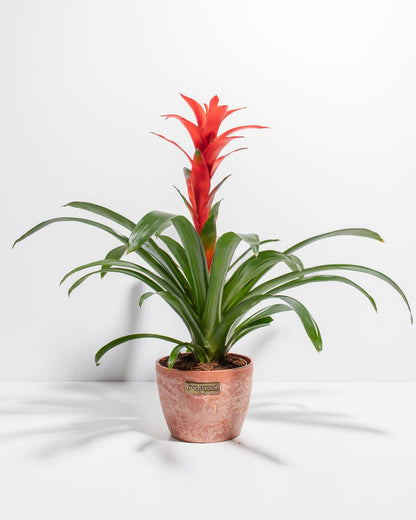 Bromeliad Guzmania