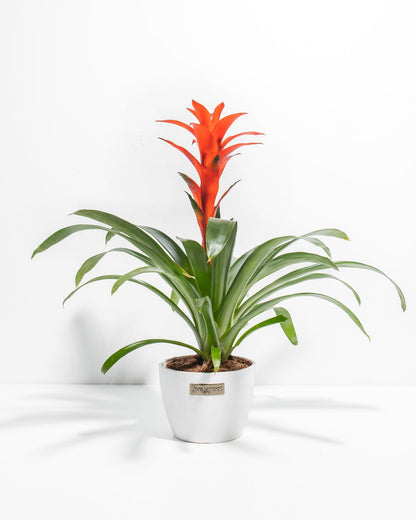 Bromeliad Guzmania