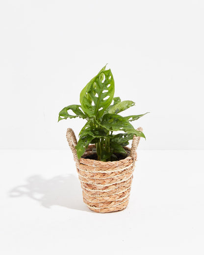 Swiss Cheese Plant