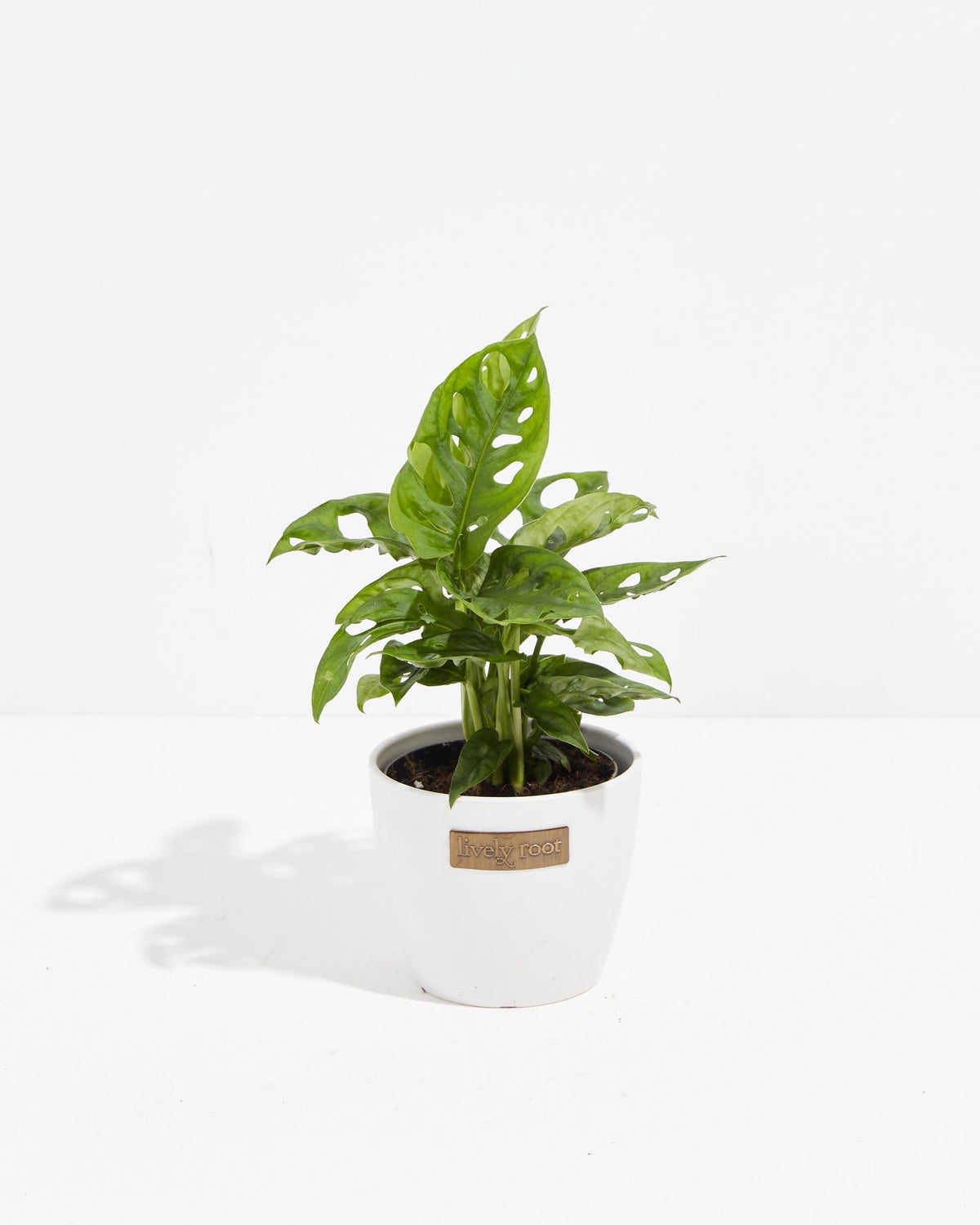 Swiss Cheese Plant