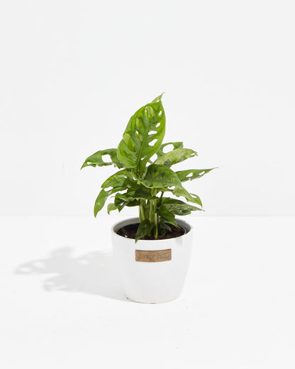 Swiss Cheese Plant