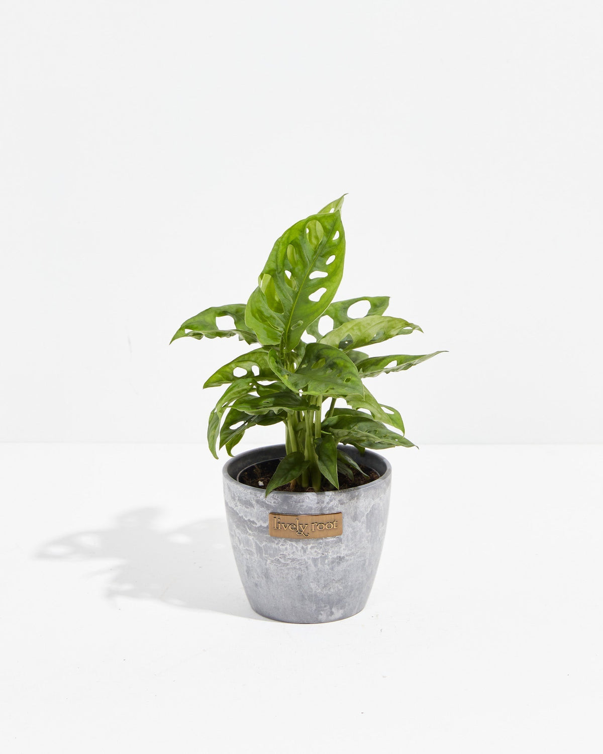 Swiss Cheese Plant