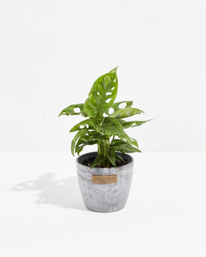 Swiss Cheese Plant