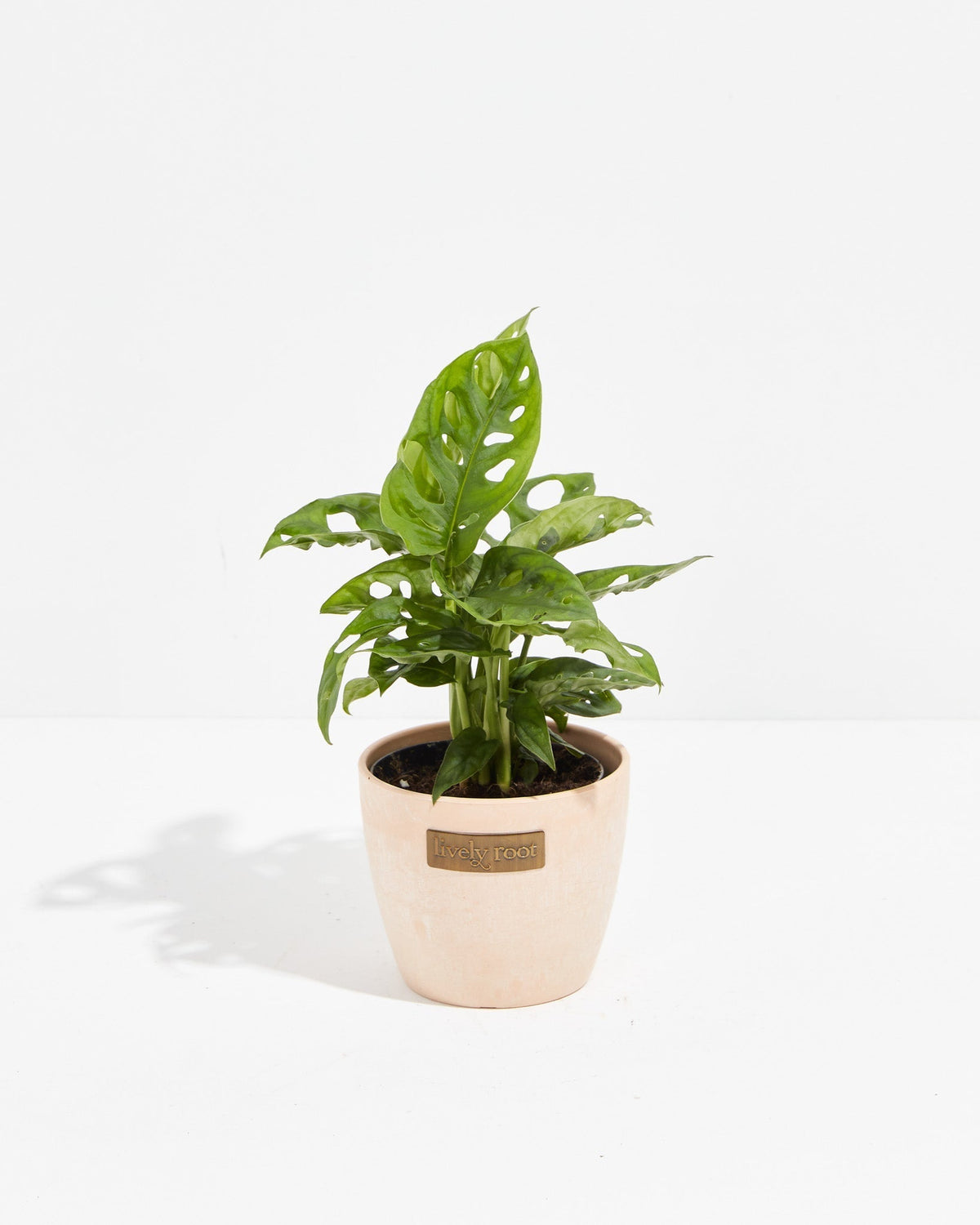 Swiss Cheese Plant