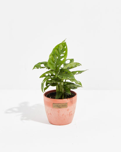 Swiss Cheese Plant