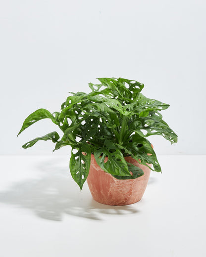 Swiss Cheese Plant