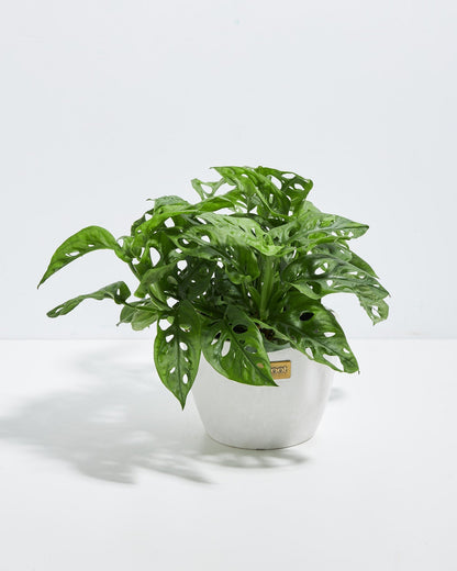 Swiss Cheese Plant