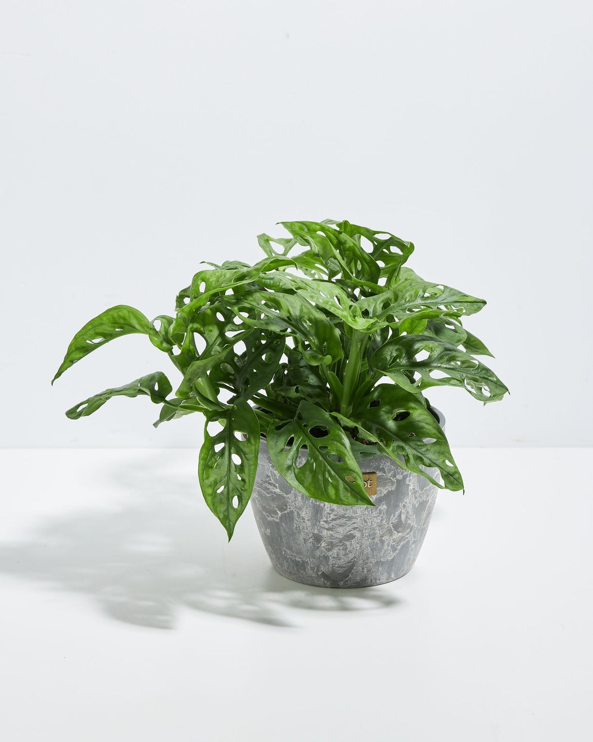 Swiss Cheese Plant