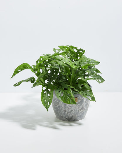 Swiss Cheese Plant