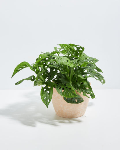 Swiss Cheese Plant