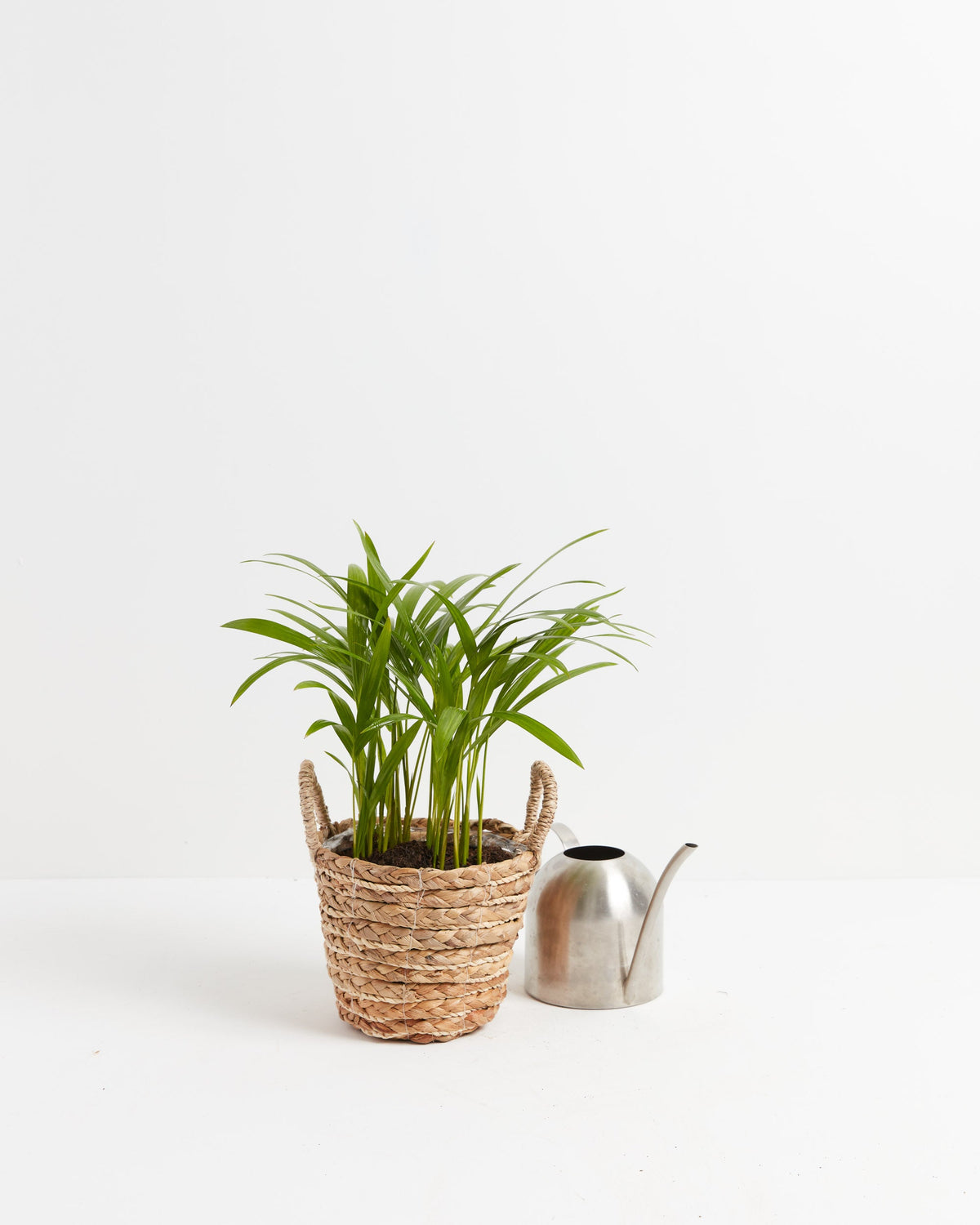 Areca Palm Indoor Tree